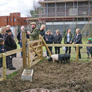 Nigel-talking-about-piggies